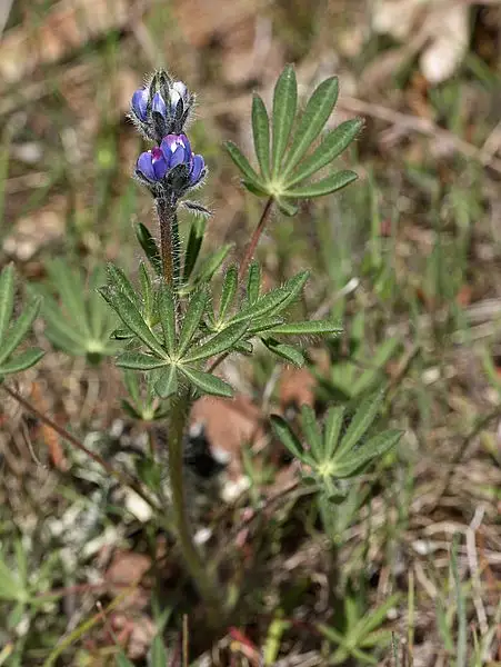 Bicolored Lupine