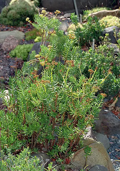 Pygmyweed