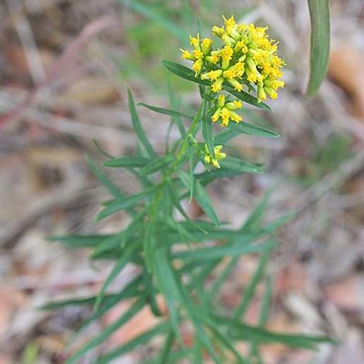 Mississippi Valley Goldentop