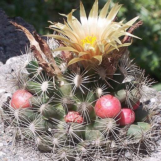 Ball Cactus