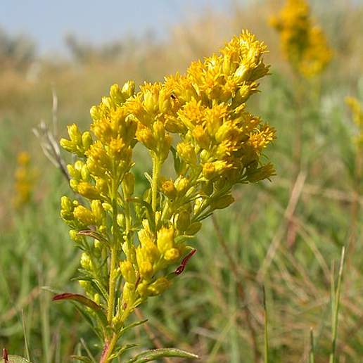 Tolmie's Goldenrod