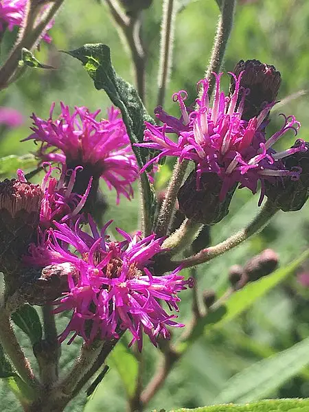 Missouri Ironweed