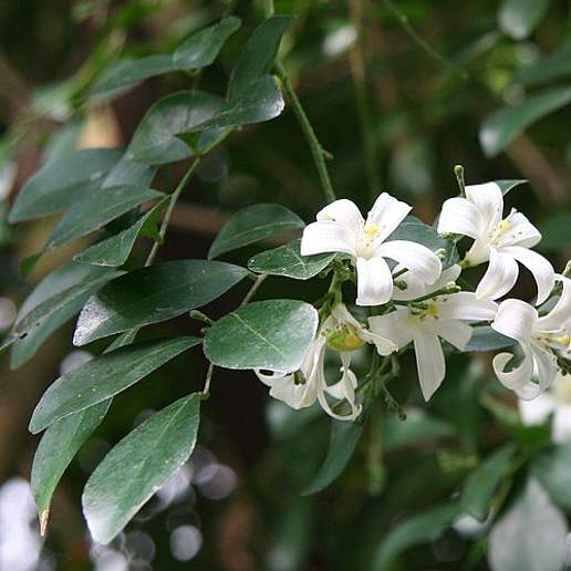Mock Orange