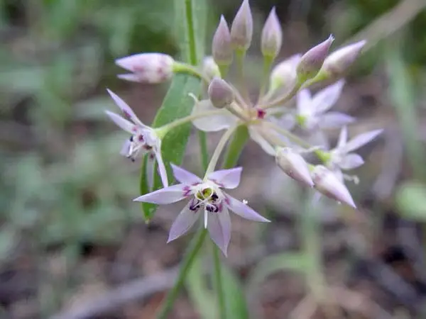 Sierra Onion