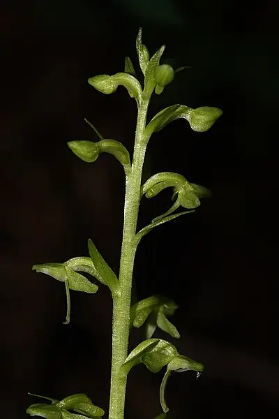 Slender Rein Orchid