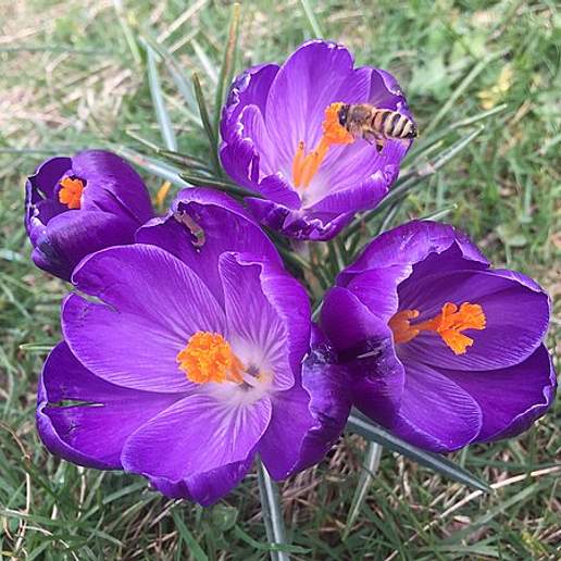 Ornamental Crocus