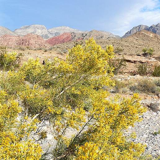 Mojave Rabbitbrush