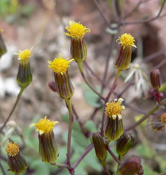 Mohave Groundsel