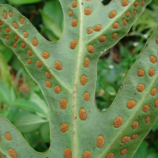 Polypodium Longipes