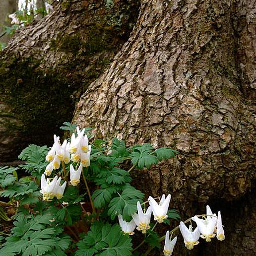 Dutchman's Breeches