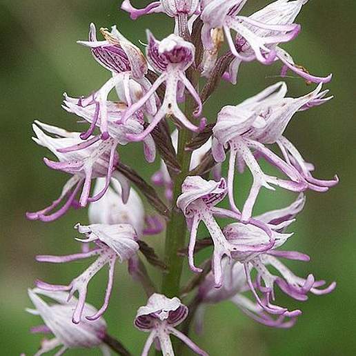 Monkey Orchid