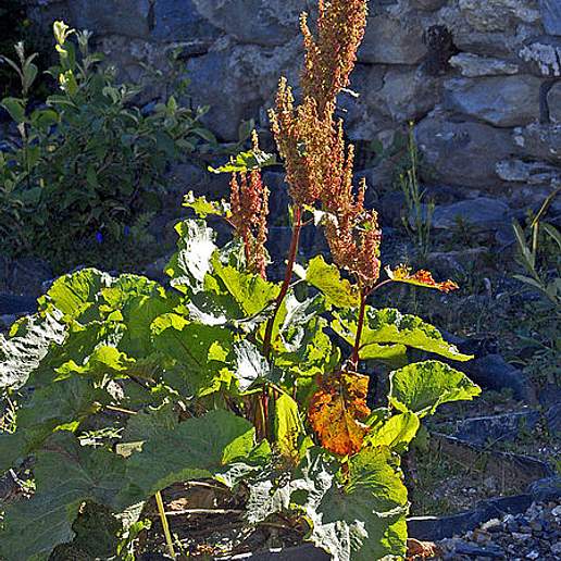 Monk's Rhubarb