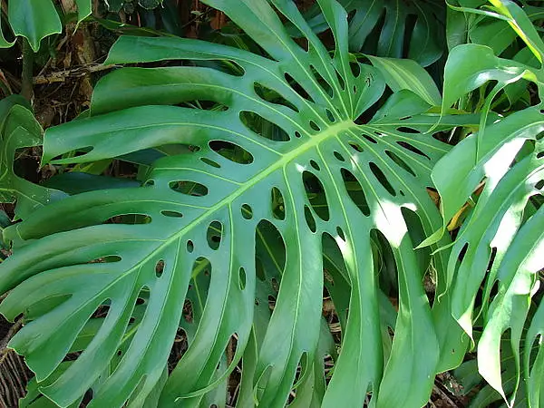 Monstera Green Galaxy