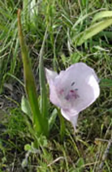 Monterey Mariposa Lily