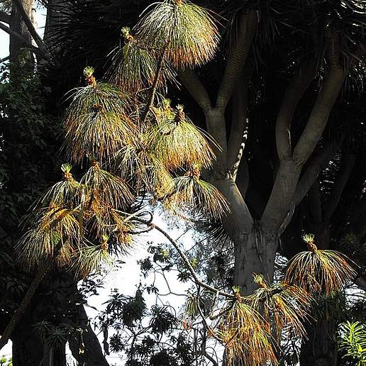 Rough Branched Mexican Pine