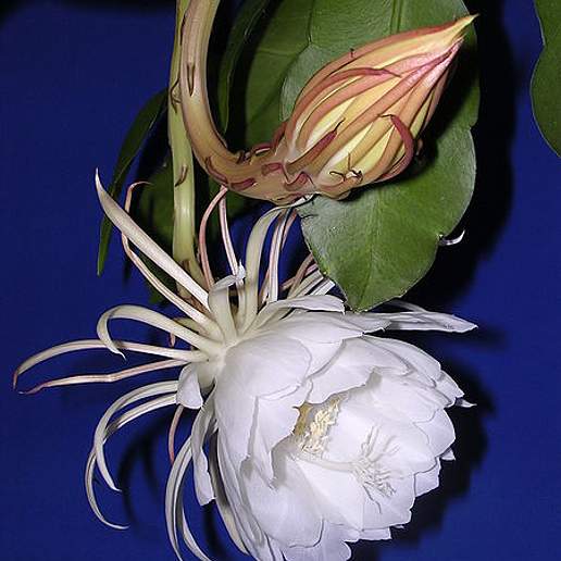 Night Blooming Cereus
