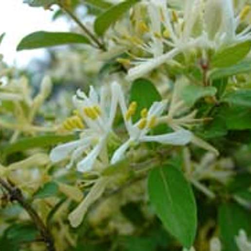 Morrow's Honeysuckle