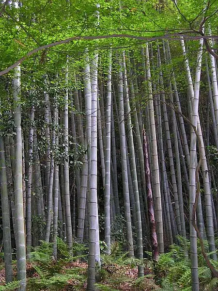 Tortoise Shell Bamboo