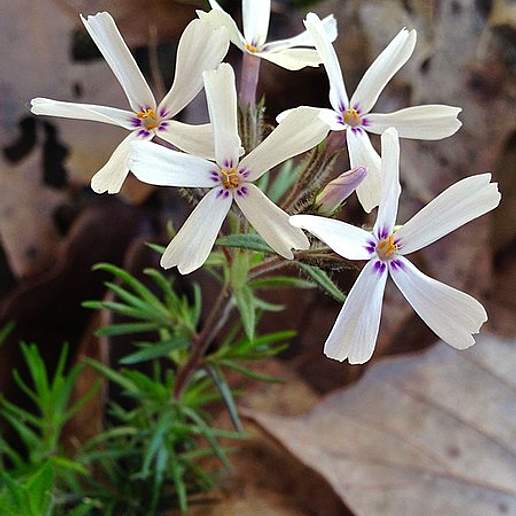 Creeping Phlox