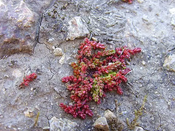 Mossy Tillaea