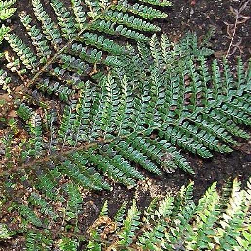Polypodium Proliferum