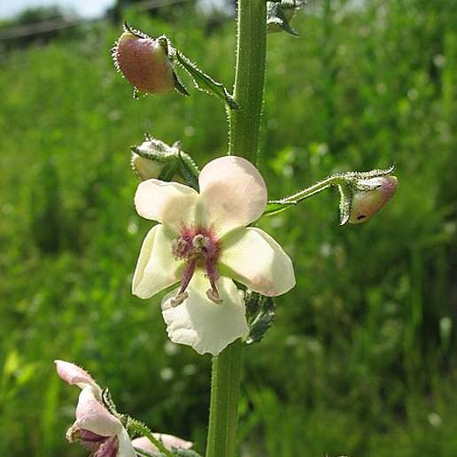 Moth Mullein