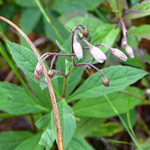 Sharp Leaved Aster