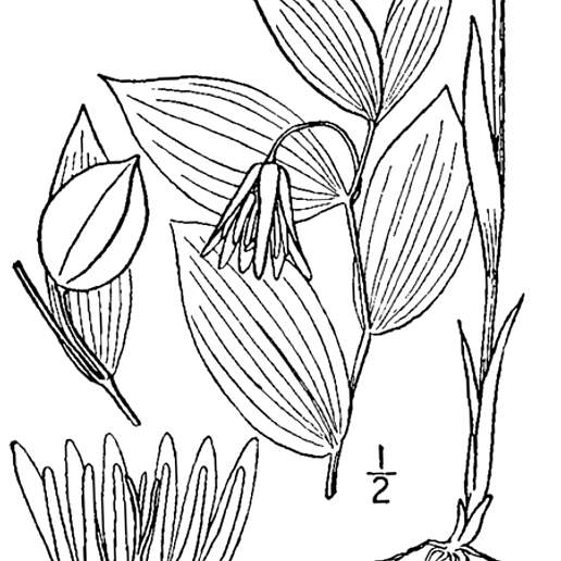 Mountain Bellwort