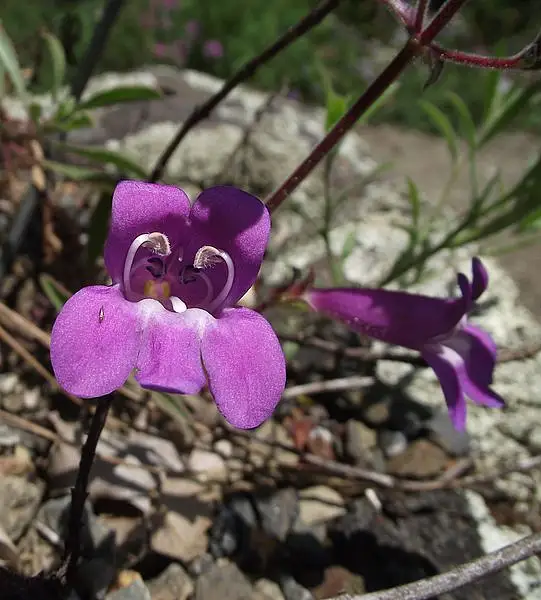Gay Penstemon