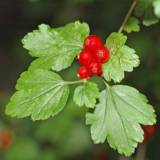 Alpine Currant