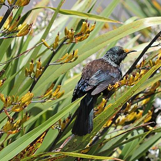 Lesser New Zealand Flax