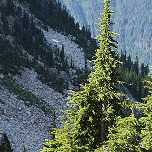 Hemlock Spruce