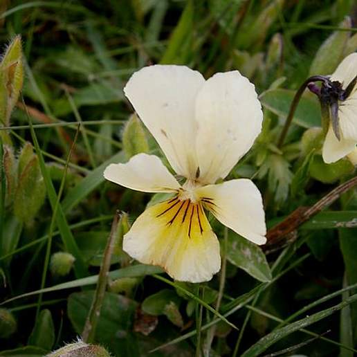 Mountain Pansy