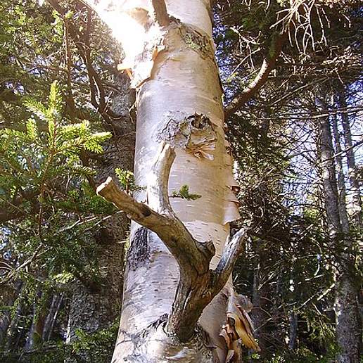 Eastern Paper Birch