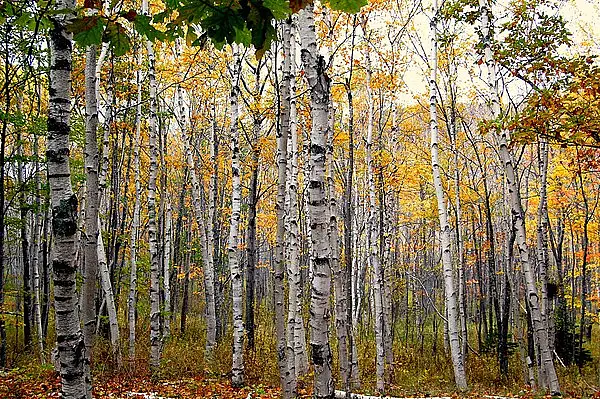 Canoe Birch