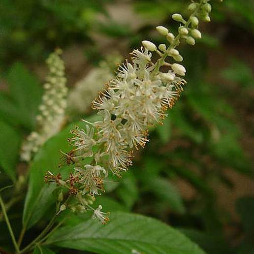 Mountain Sweetpepperbush