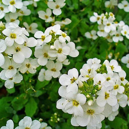 Gray Rockcress