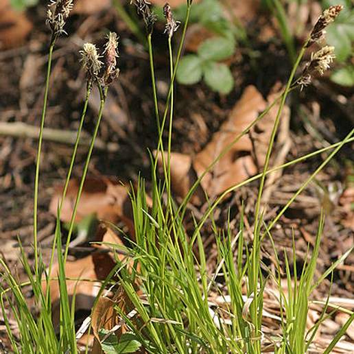 Soft Leaved Sedge