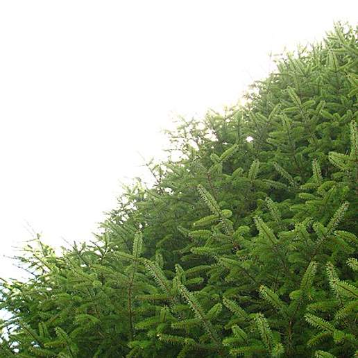 Mount Morrison Spruce