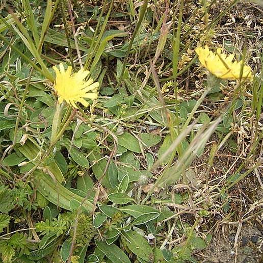 Mouseear Hawkweed