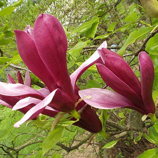 Lily Magnolia
