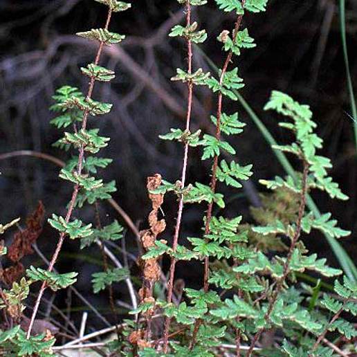 Mulga Fern