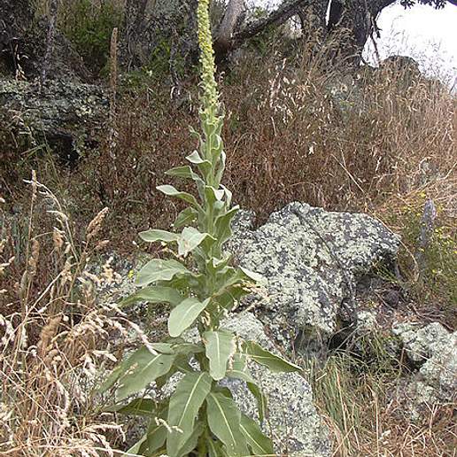 Great Mullein