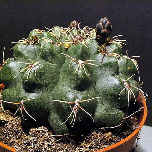 Spider Cactus
