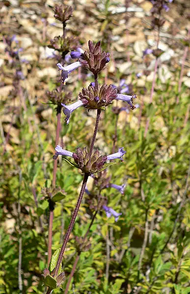 Munz's Sage