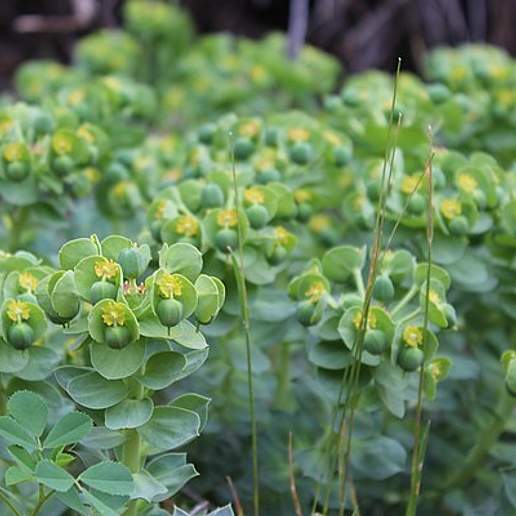 Myrtle Spurge