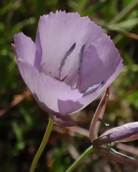 Calochortus Nudus Shastensis