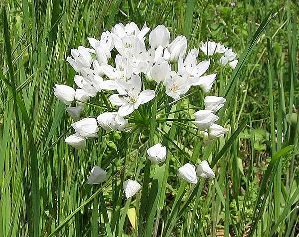 Daffodil Garlic