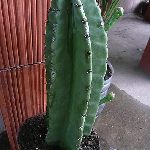 Narrowangled Cereus