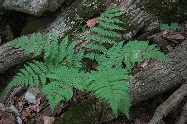 Spinulose Woodfern